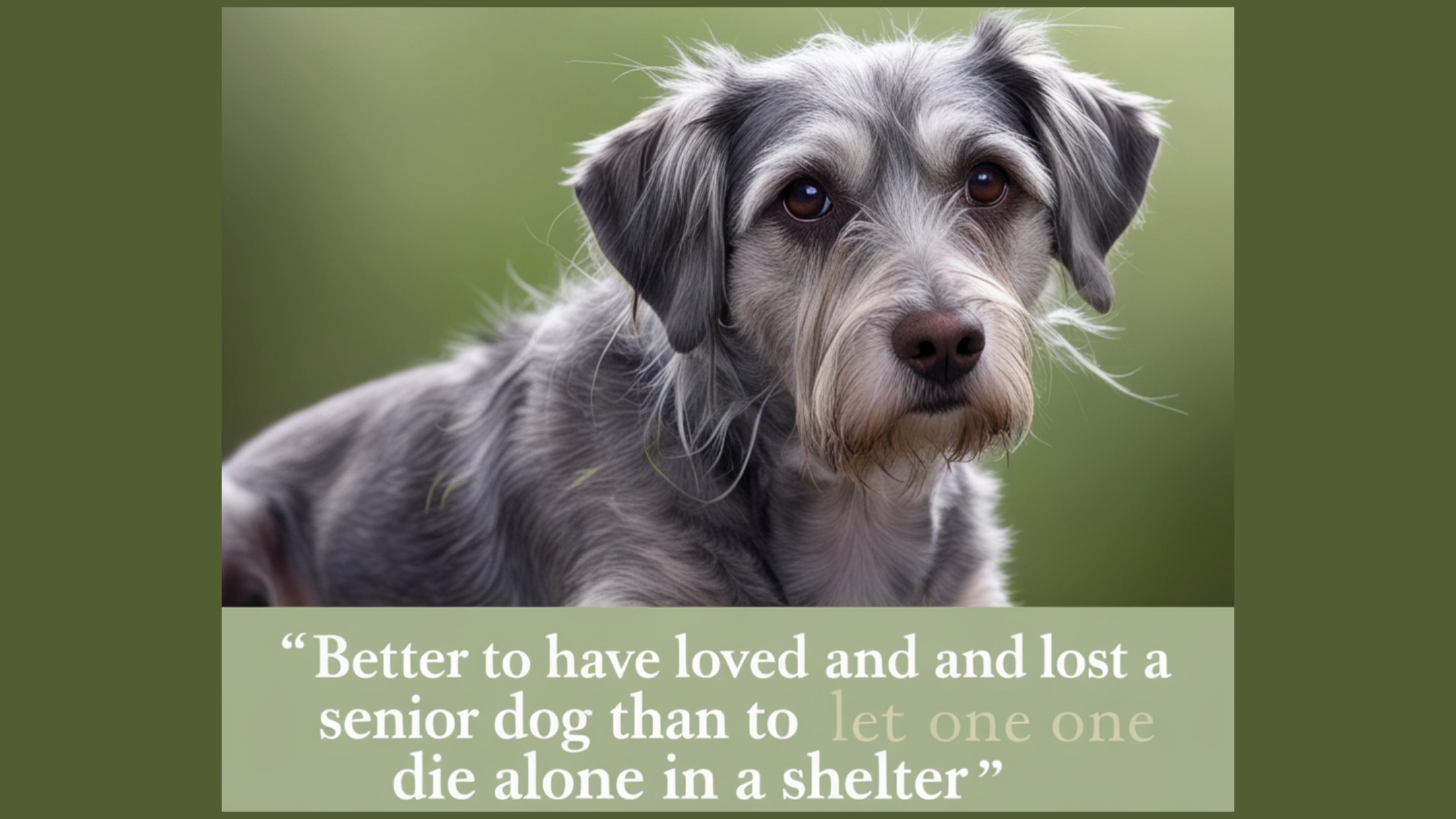 The Unspoken Joy of Adopting Senior Dogs